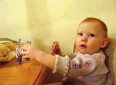 Playing with a Zebra-Cat